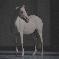 Equestrian Jobseeker Profile Photo