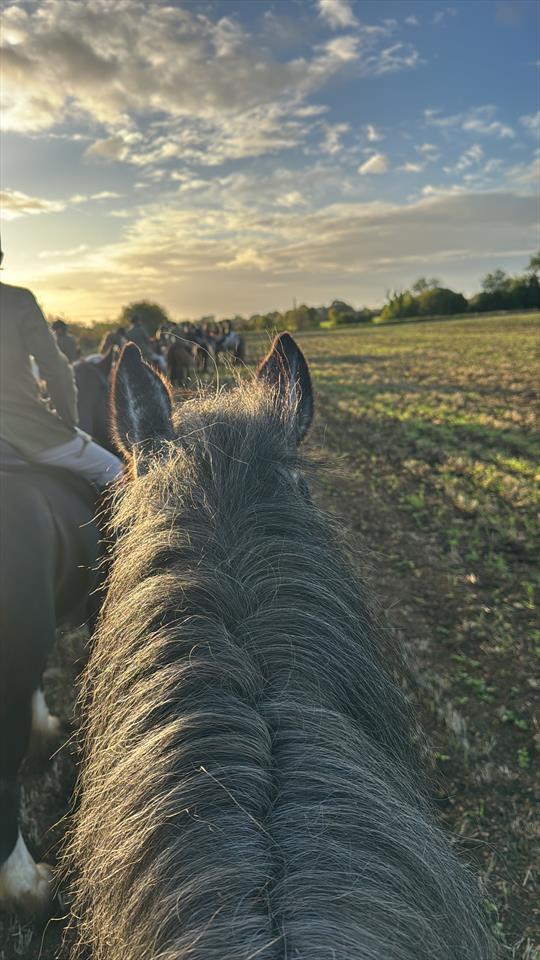 Equestrian Jobseeker Photo: