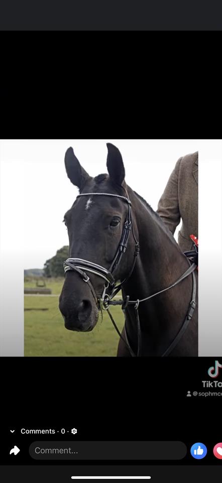 Equestrian Jobseeker Photo: