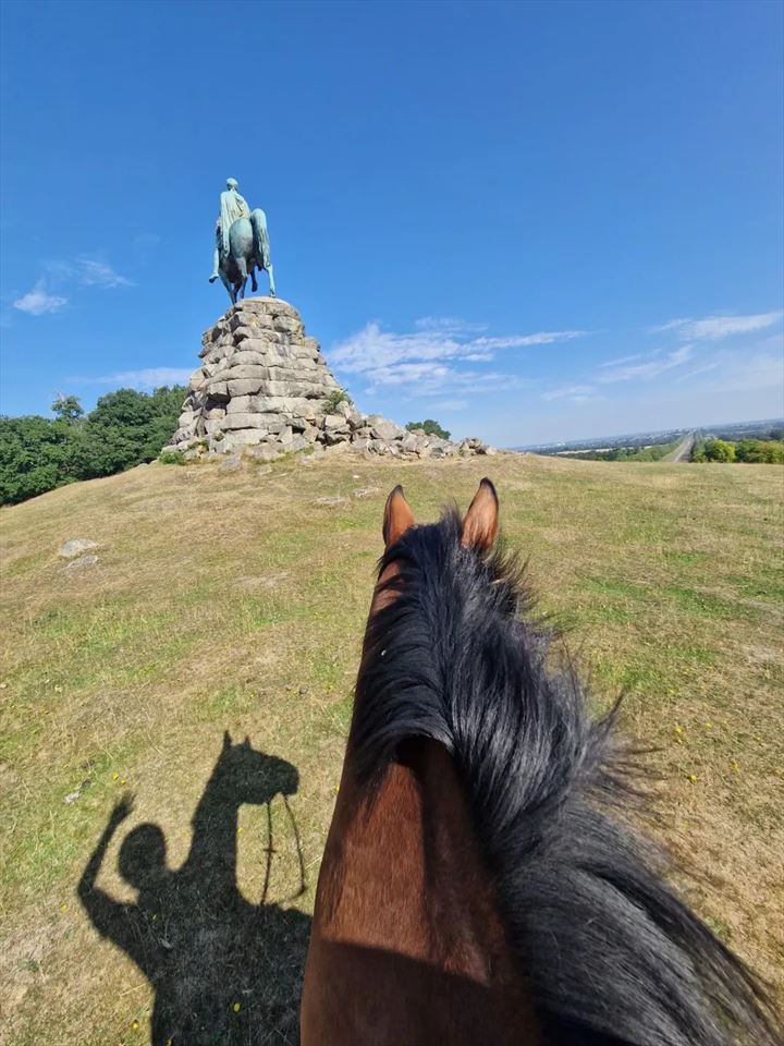 Equestrian Jobseeker Photo: