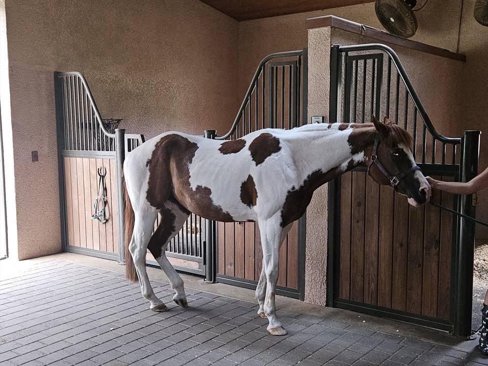 Equestrian Jobseeker Photo:
