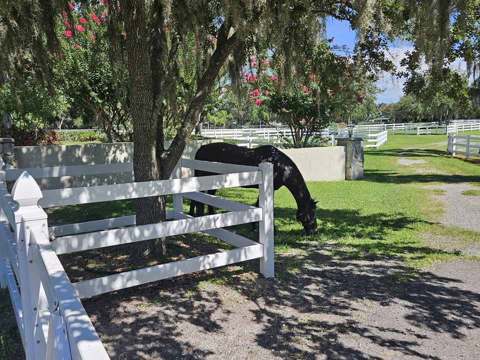 Equestrian Jobseeker Photo:
