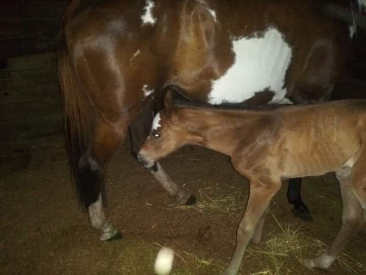 Equestrian Jobseeker Photo: