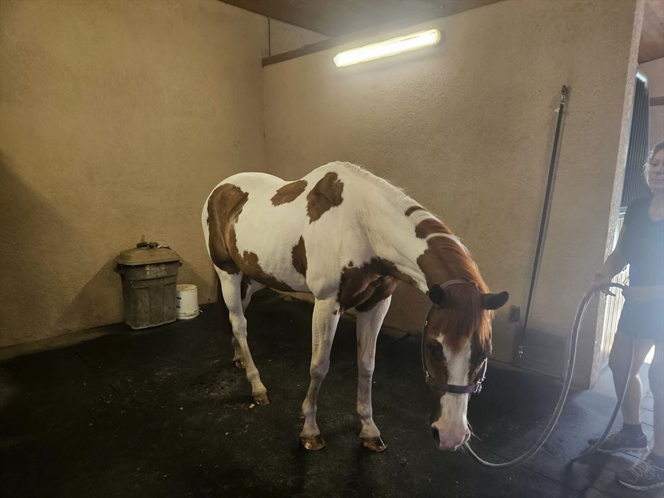 Equestrian Jobseeker Photo: