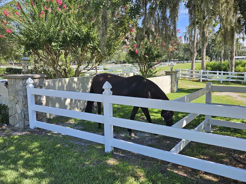 Equestrian Jobseeker Photo: