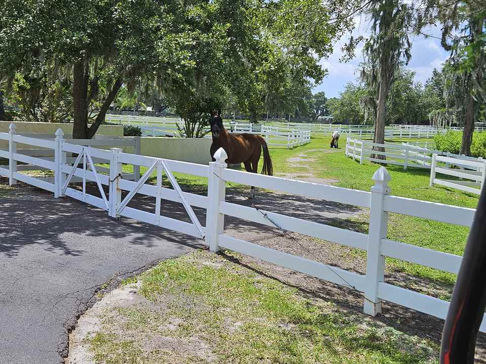 Equestrian Jobseeker Photo: