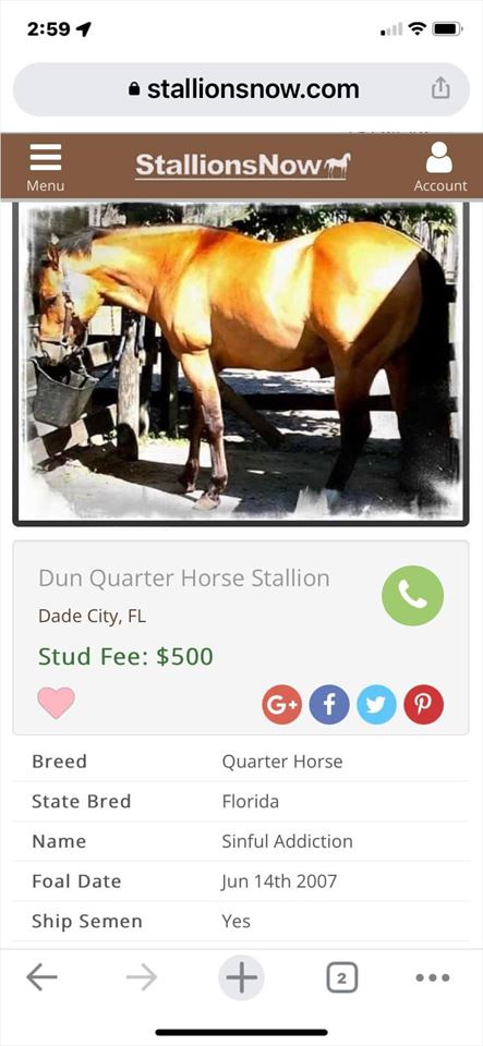 Equestrian Jobseeker Photo: