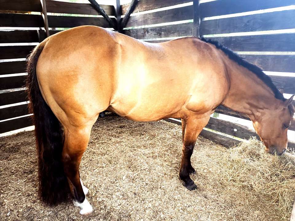 Equestrian Jobseeker Photo: