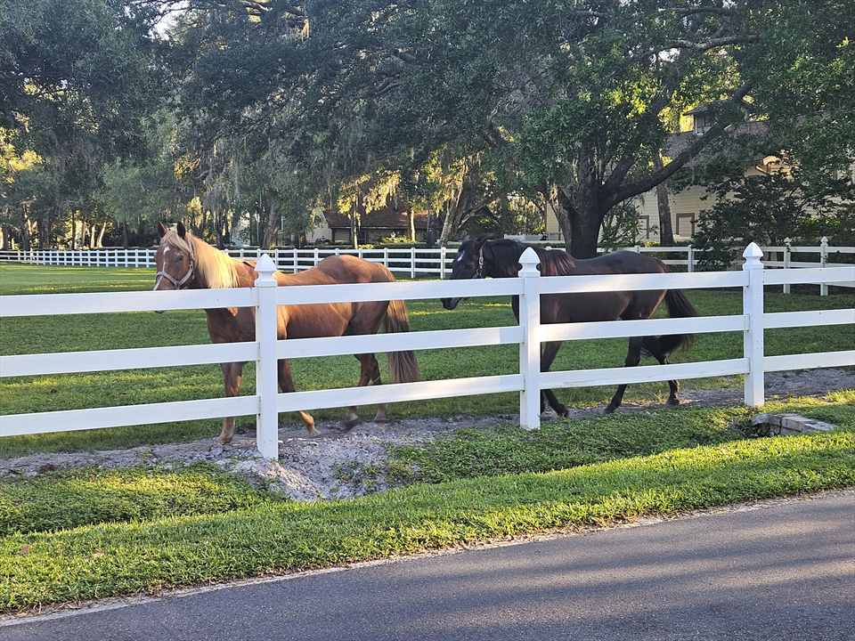 Equestrian Jobseeker Photo:
