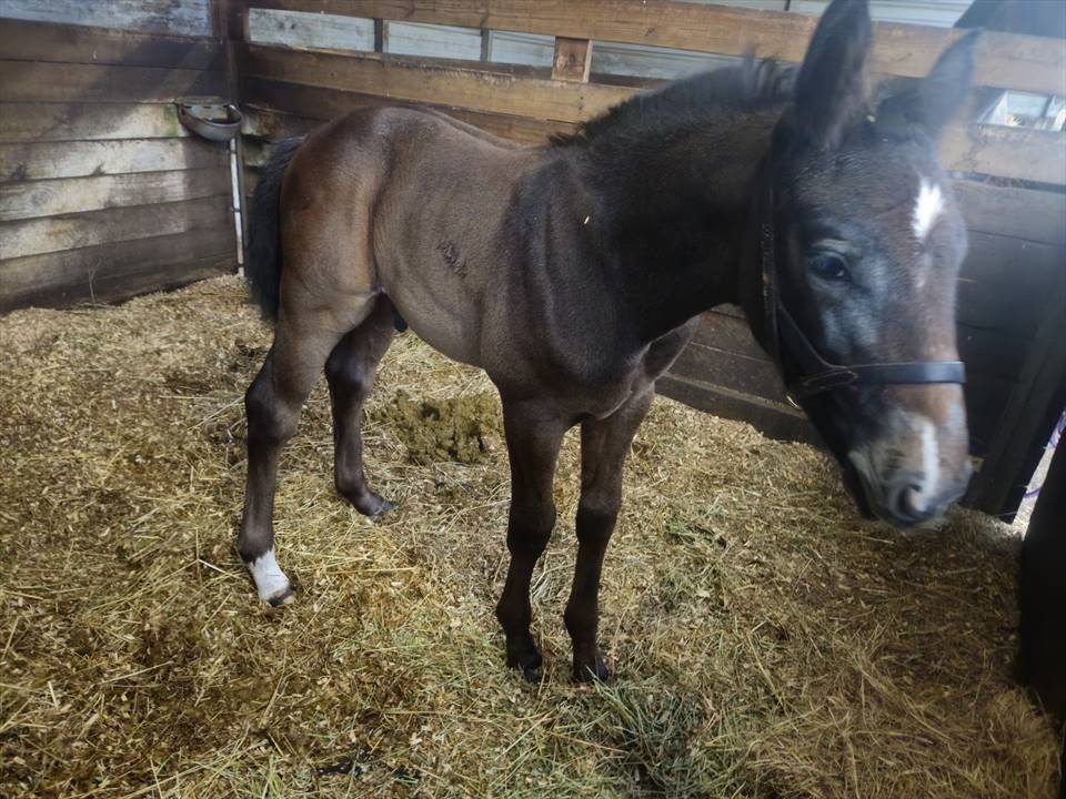 Equestrian Jobseeker Photo:
