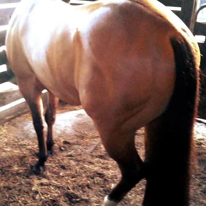 Equestrian Jobseeker Photo: