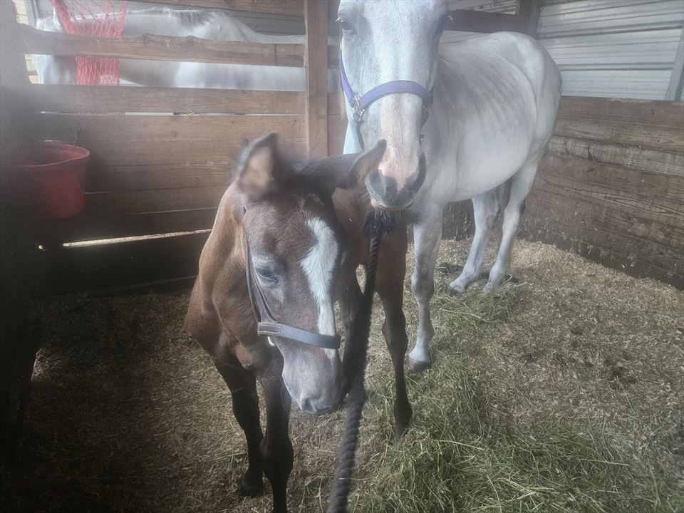 Equestrian Jobseeker Photo: