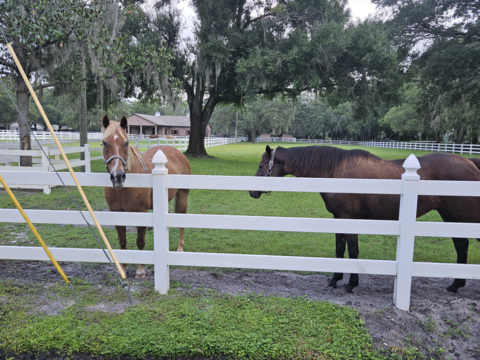 Equestrian Jobseeker Photo: