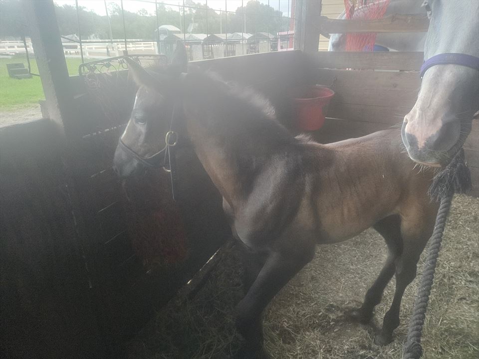 Equestrian Jobseeker Photo: