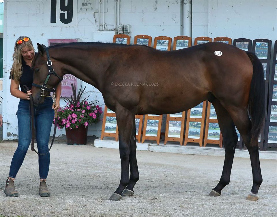 Equestrian Jobseeker Photo: