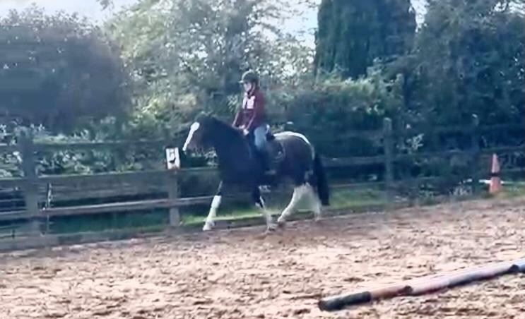 Equestrian Jobseeker Photo: