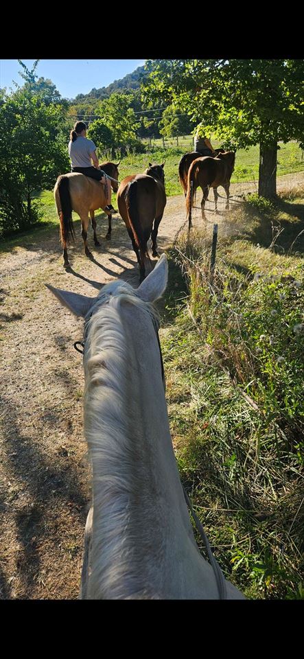 Equestrian Jobseeker Photo:
