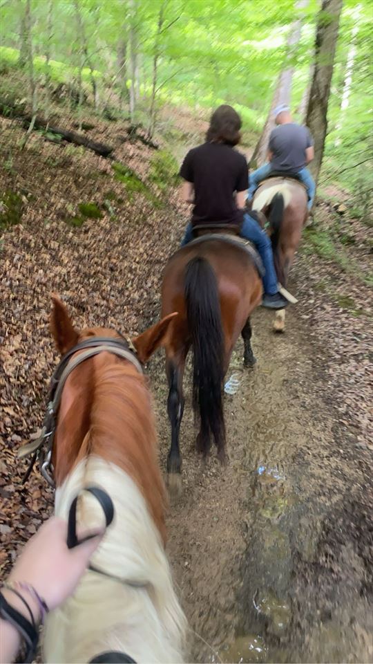 Equestrian Jobseeker Photo: