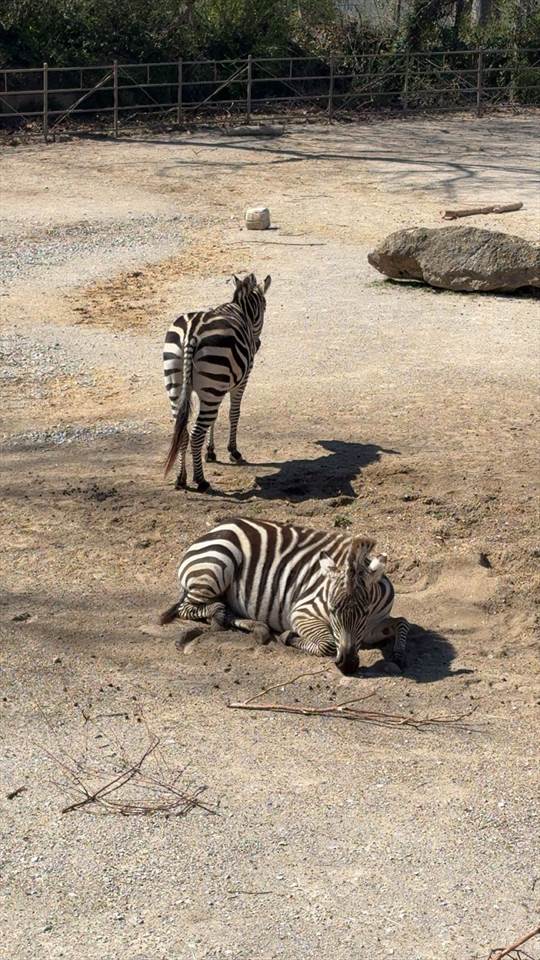 Equestrian Jobseeker Photo: