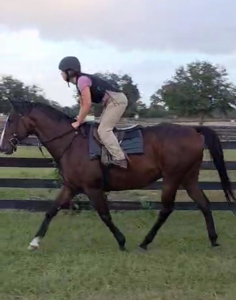 Equestrian Jobseeker Photo: