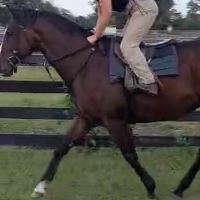 Equestrian Jobseeker Photo: