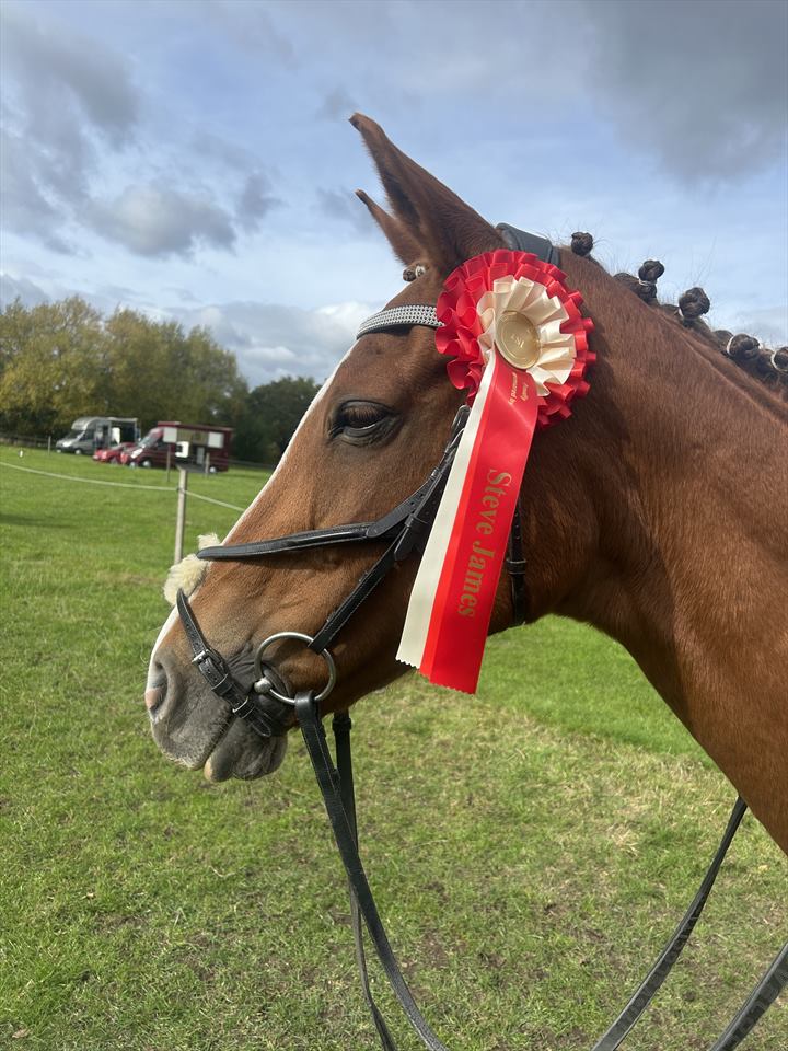 Equestrian Jobseeker Photo: