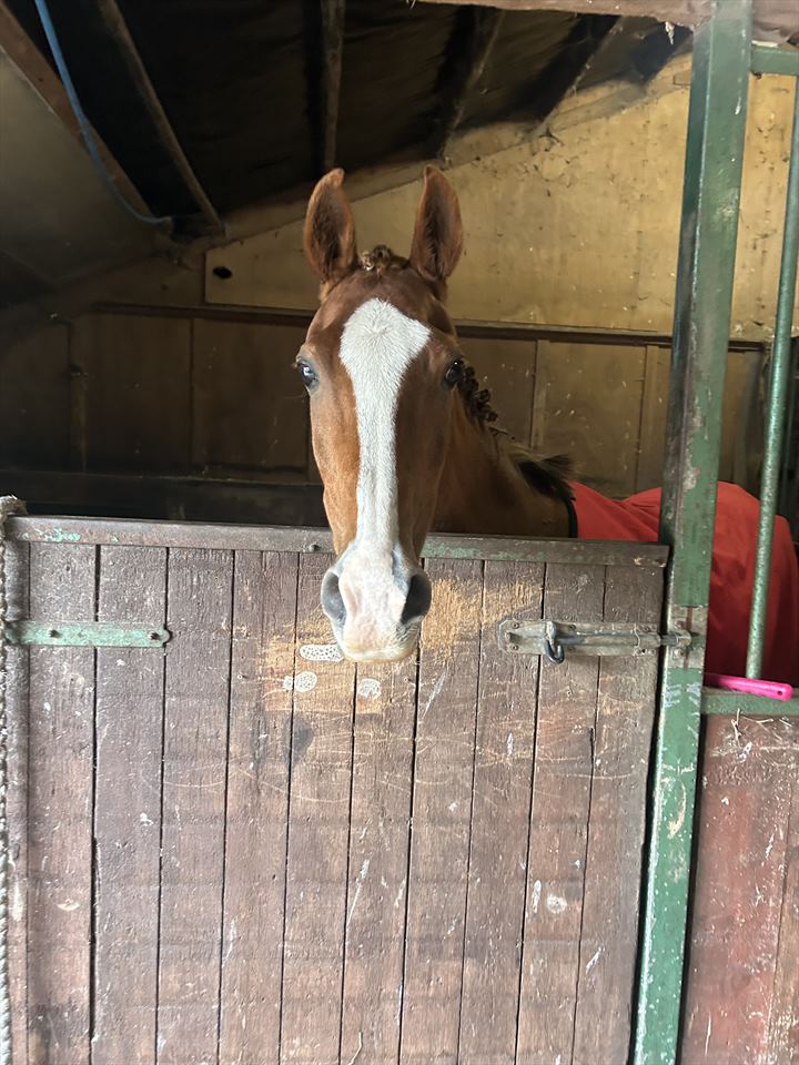 Equestrian Jobseeker Photo: