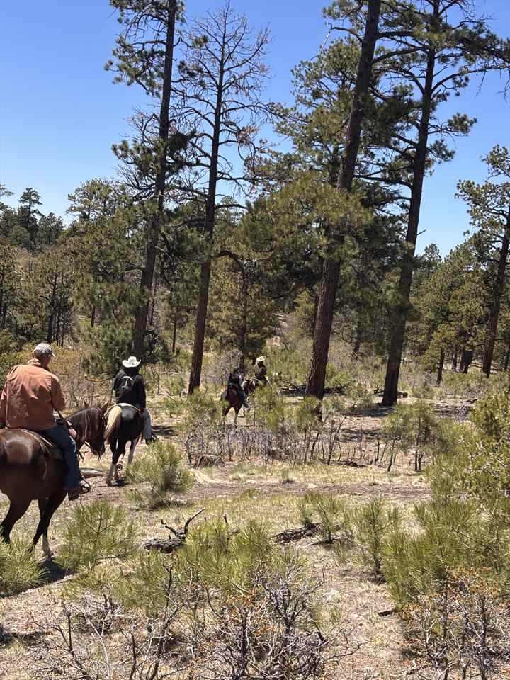 Equestrian Jobseeker Photo: