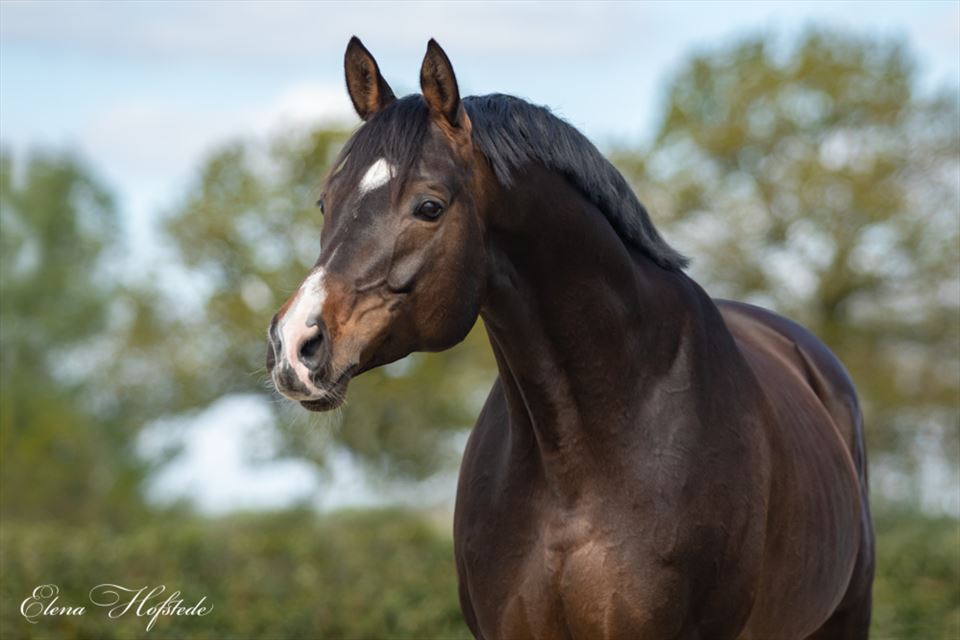 Equestrian Employer Photo: