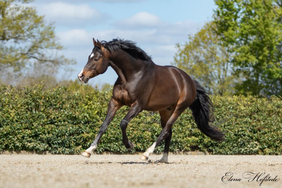 Equestrian Employer Photo: