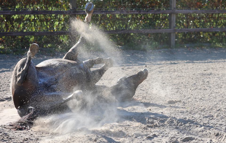 Equestrian Employer Photo: