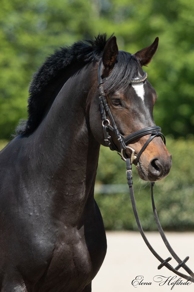 Equestrian Employer Photo: