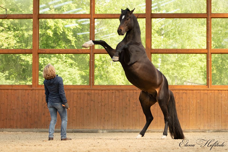 Equestrian Employer Photo: