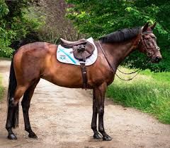 Equestrian Employer Photo: