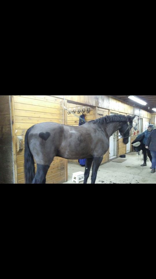 Equestrian Jobseeker Photo: