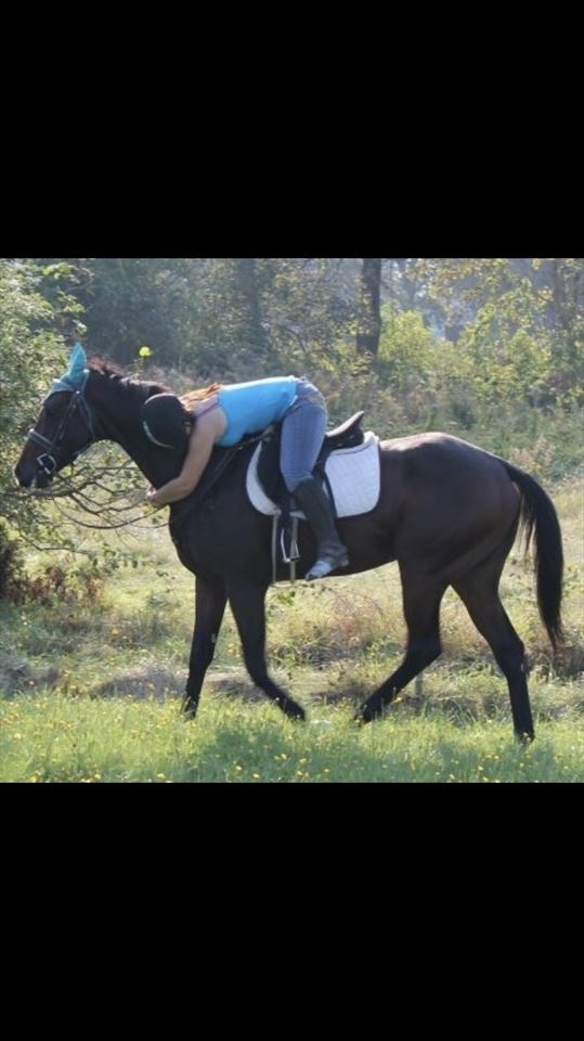 Equestrian Jobseeker Photo: