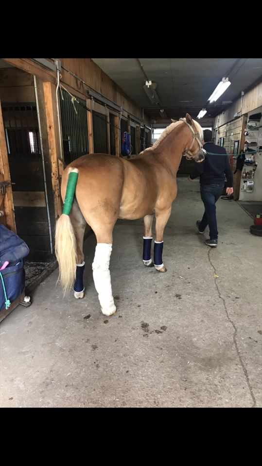 Equestrian Jobseeker Photo: