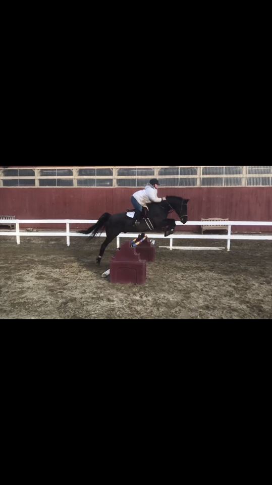 Equestrian Jobseeker Photo: