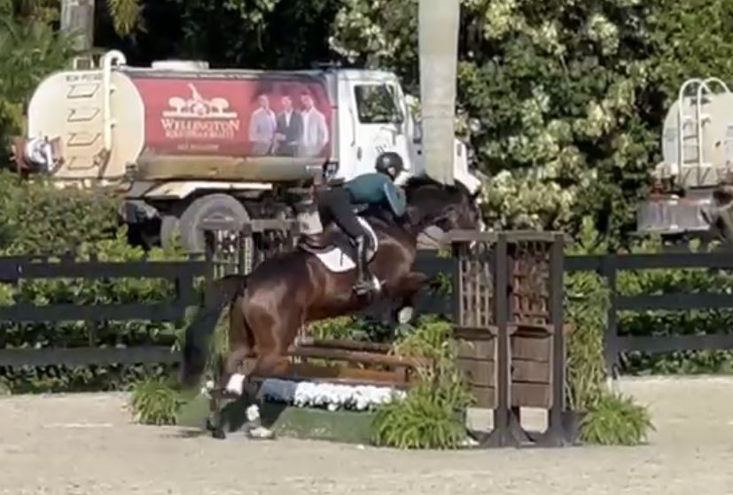 Equestrian Jobseeker Photo: