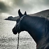 Equestrian Employer Photo:
