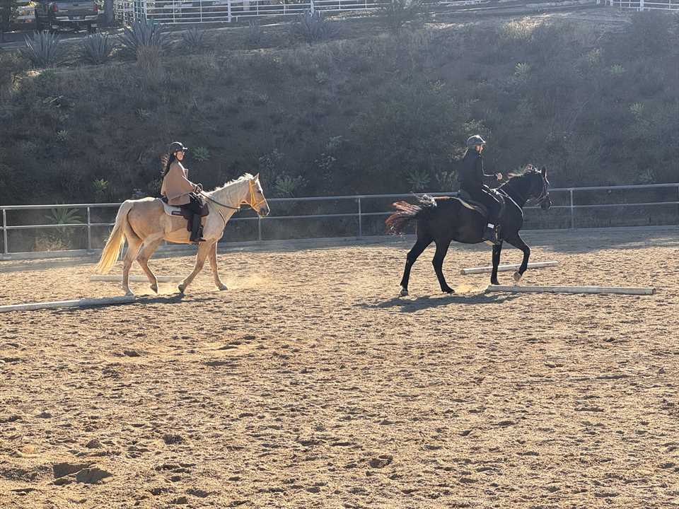 Equestrian Employer Photo: