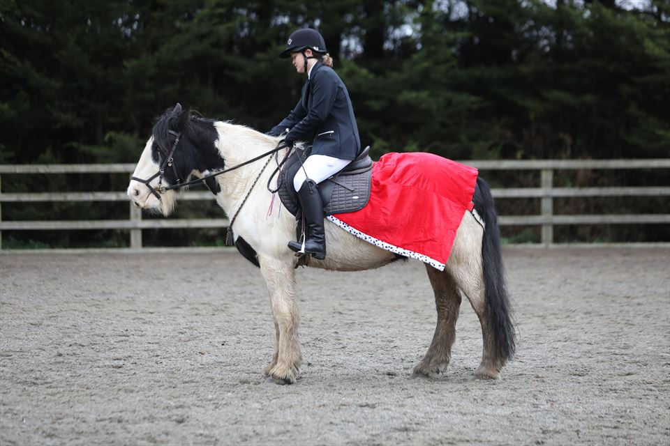 Equestrian Jobseeker Photo:
