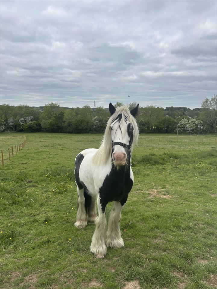 Equestrian Jobseeker Photo: