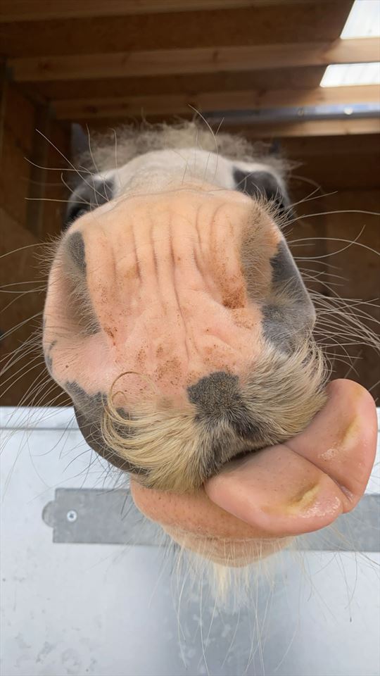 Equestrian Jobseeker Photo: