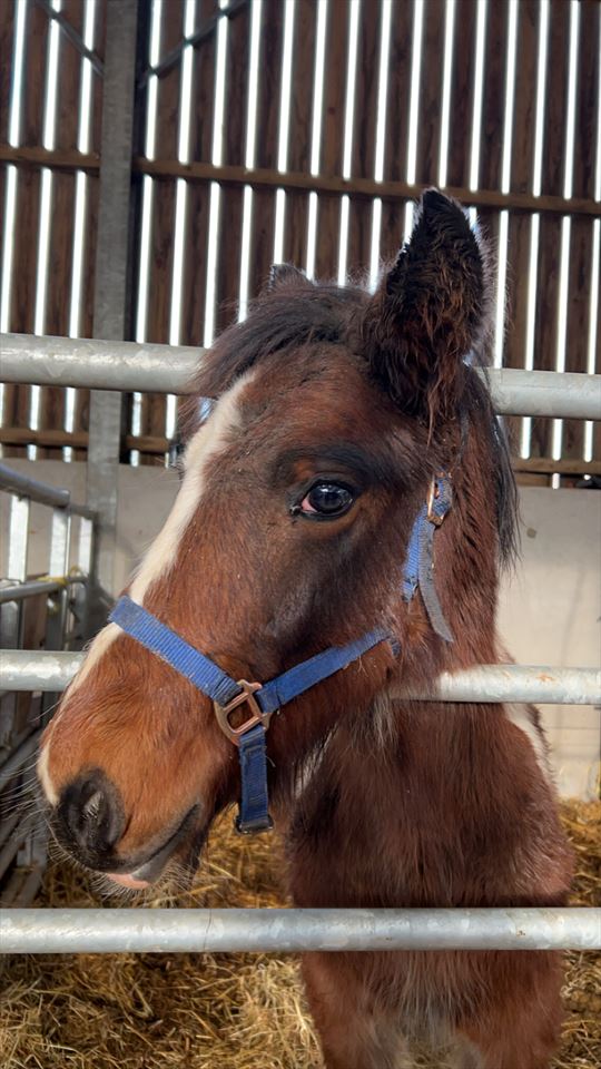 Equestrian Jobseeker Photo: