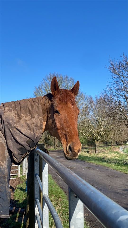 Equestrian Jobseeker Photo: