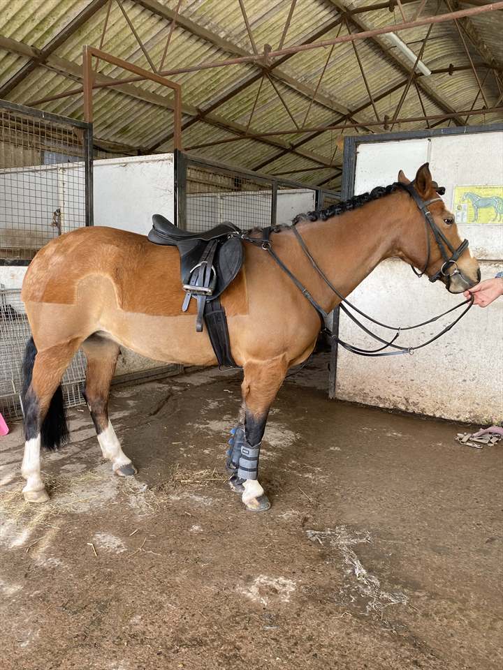 Equestrian Jobseeker Photo: