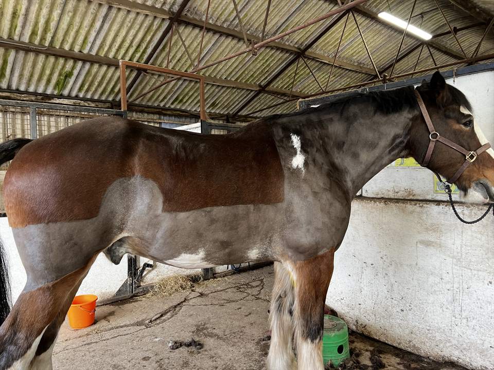 Equestrian Jobseeker Photo: