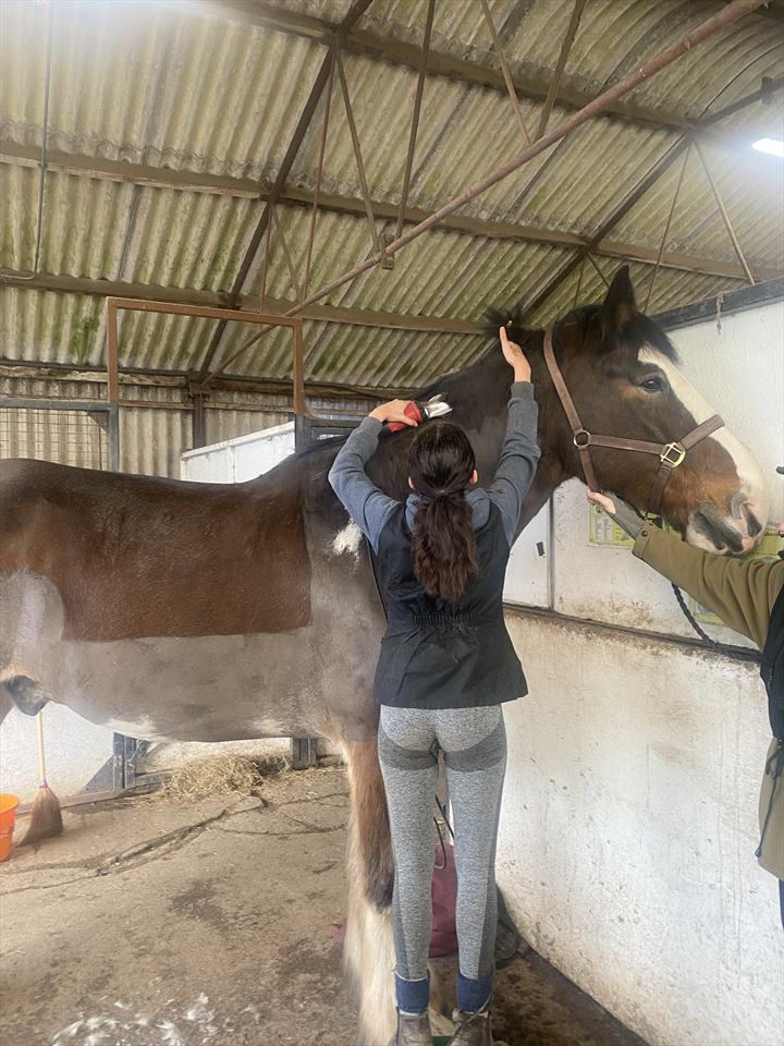 Equestrian Jobseeker Photo: