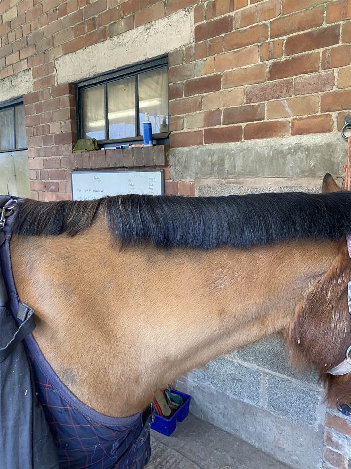 Equestrian Jobseeker Photo: